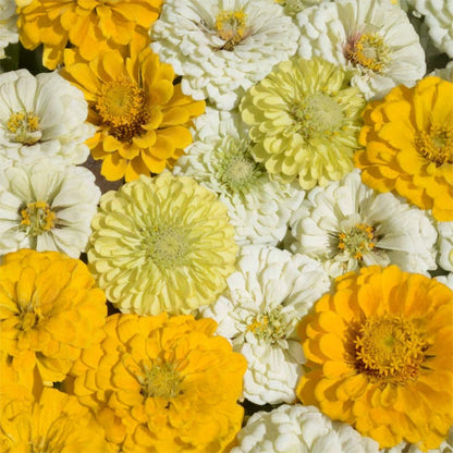 Zesty Citrus Zinnia Seed Mix