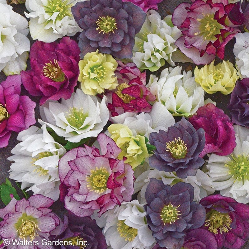 Wedding Party® Helleborus Mix