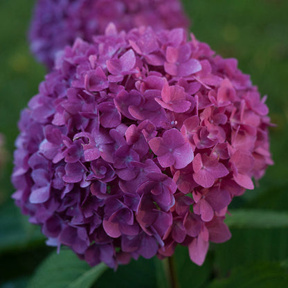 Let's Dance® Rave® Reblooming Hydrangea, photo courtesy of Proven Winners®