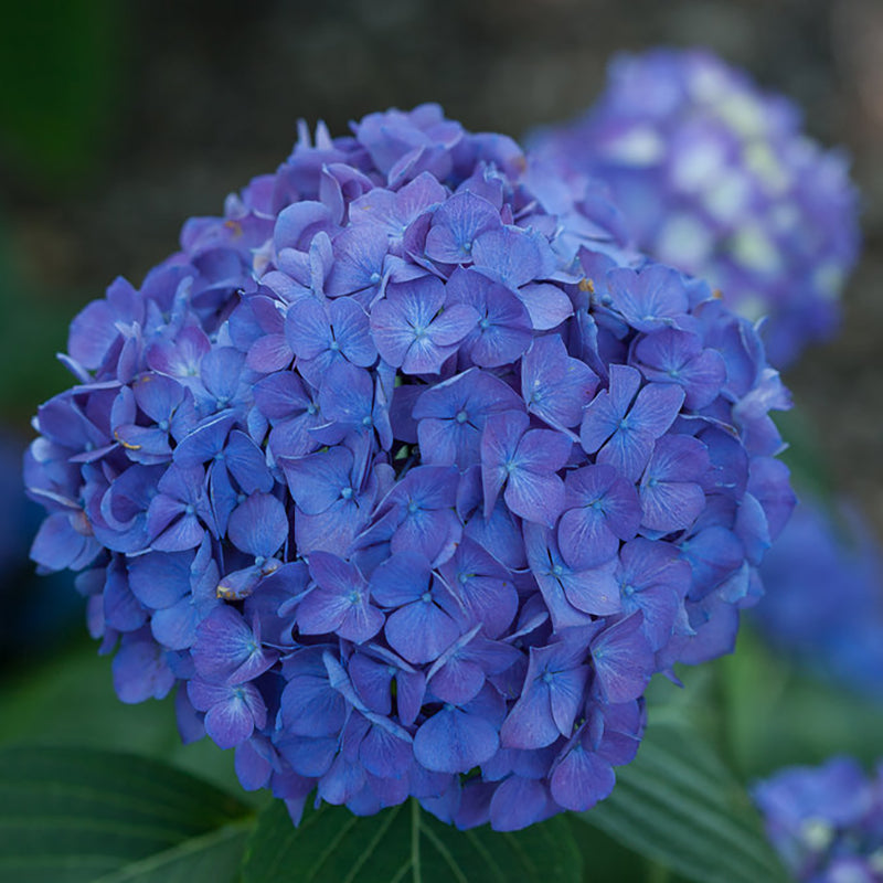 Let's Dance® Rave® Reblooming Hydrangea, photo courtesy of Proven Winners®