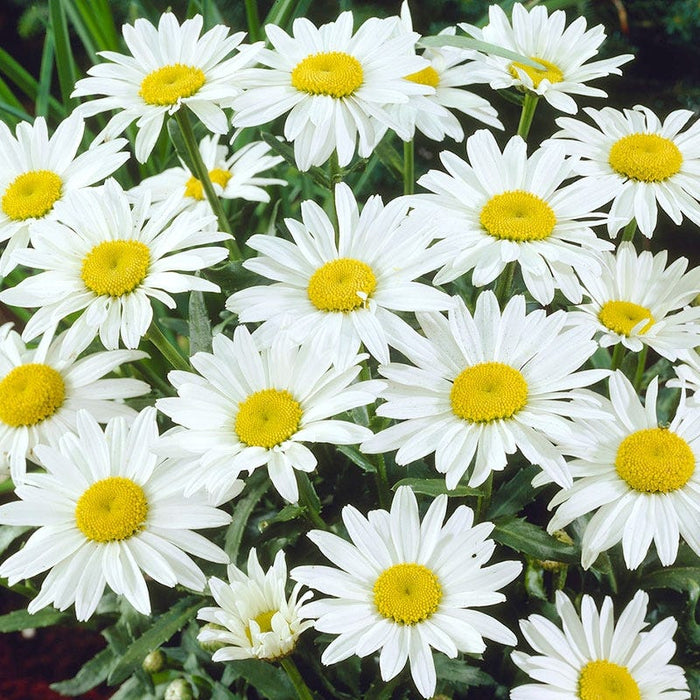 Snowcap Shasta Daisy