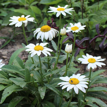 Snowcap Shasta Daisy