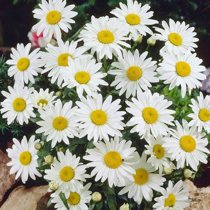 Snowcap Shasta Daisy