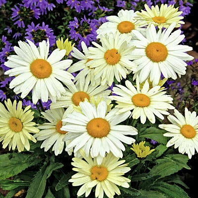 Alaska Shasta Daisy
