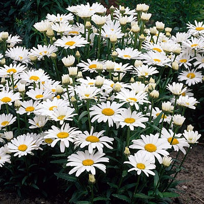 Alaska Shasta Daisy