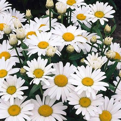 Alaska Shasta Daisy - Thumbnail 4