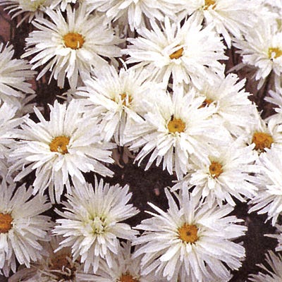 Crazy Daisy Shasta Daisy