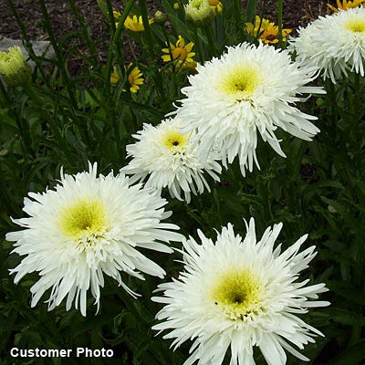 Crazy Daisy Shasta Daisy, Leucanthemum | American Meadows