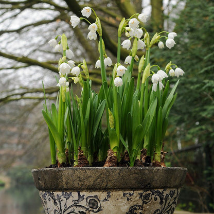 Giant Snowdrops
