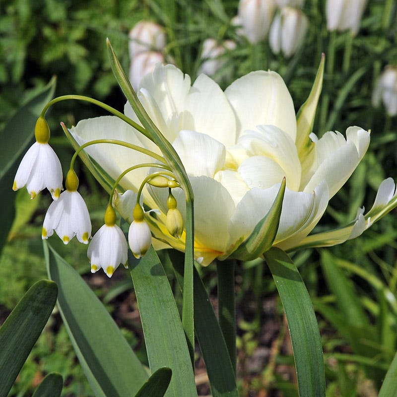Giant Snowdrops, Leucojum | American Meadows