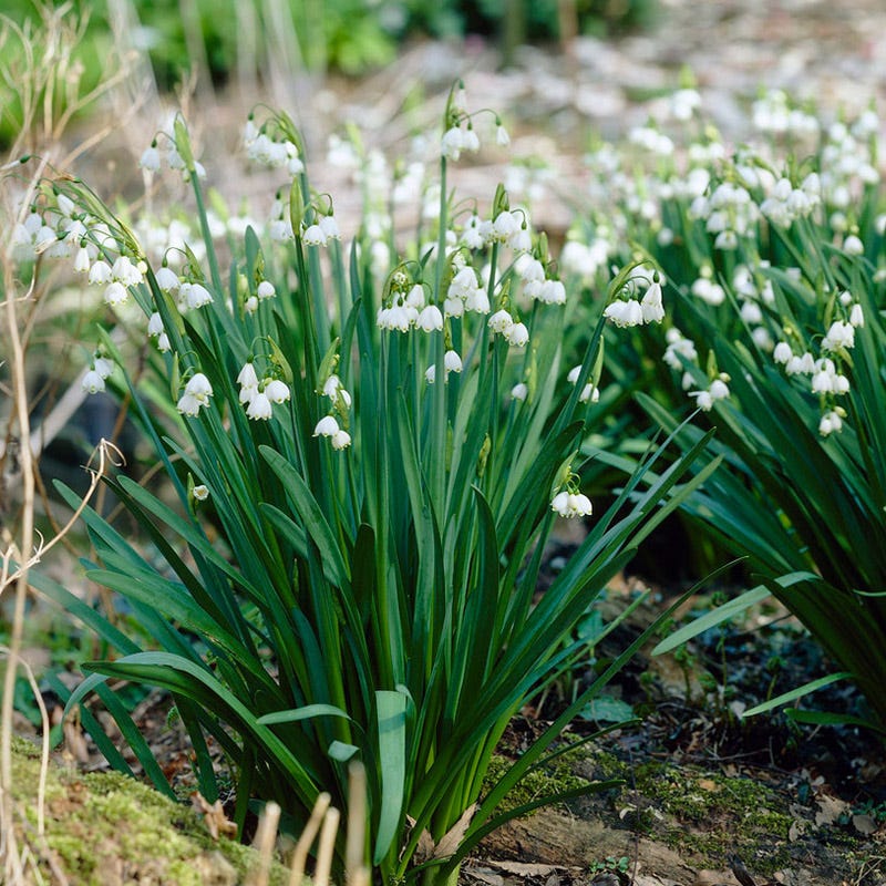 Giant Snowdrops, Leucojum | American Meadows