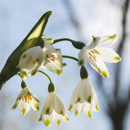 Giant Snowdrops