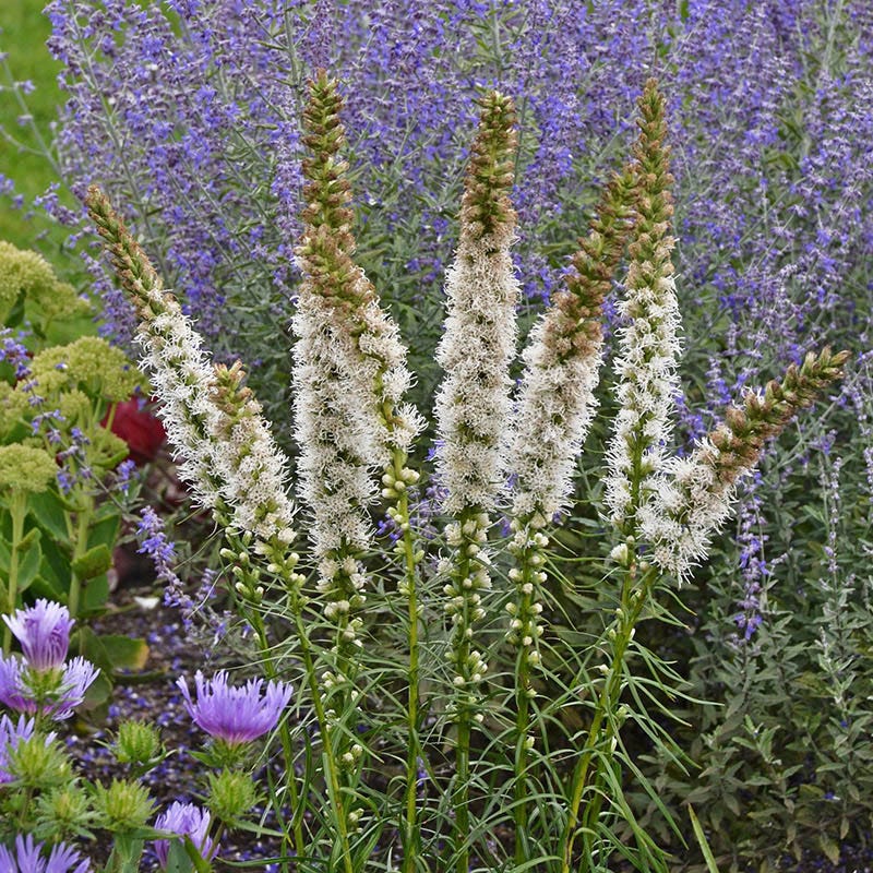 Floristan White Blazing Star