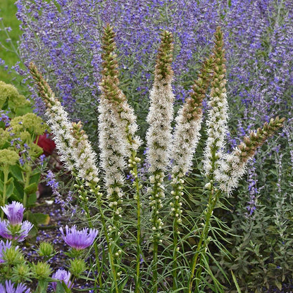Floristan White Blazing Star