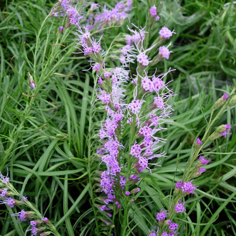 Dwarf Blazing Star