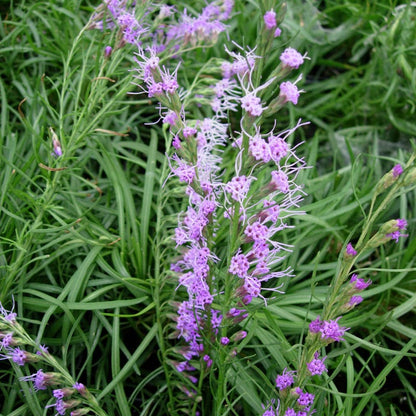 Dwarf Blazing Star