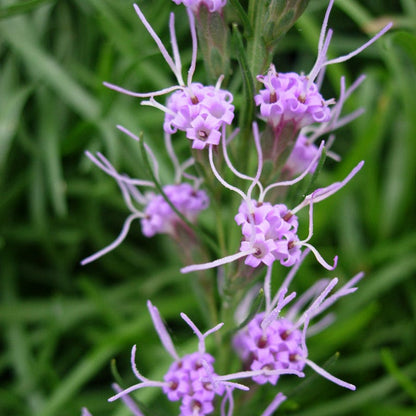 Dwarf Blazing Star