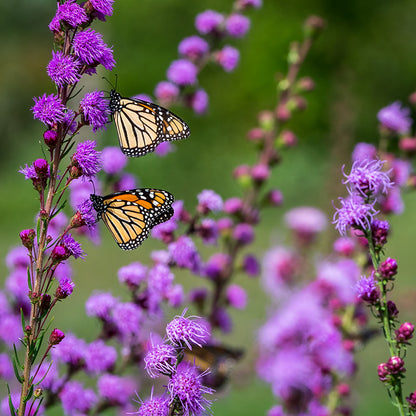 Meadow Blazing Star