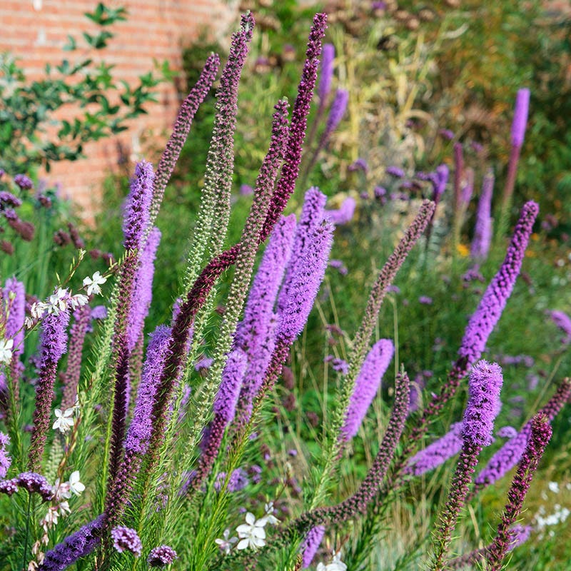 American Meadows Prairie Blazing Star - Thumbnail 3