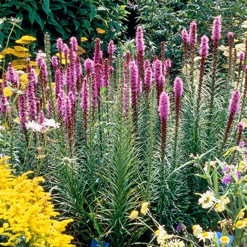 grass herbicide blazing star Blazing Star | Purple | Plant