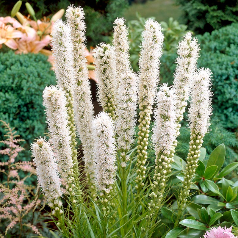 Moonlight Pre-Planned Garden