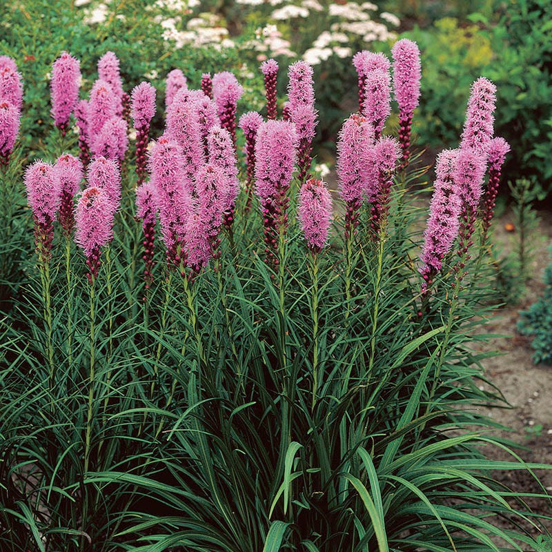 grass herbicide blazing star Blazing Star | Purple | Plant