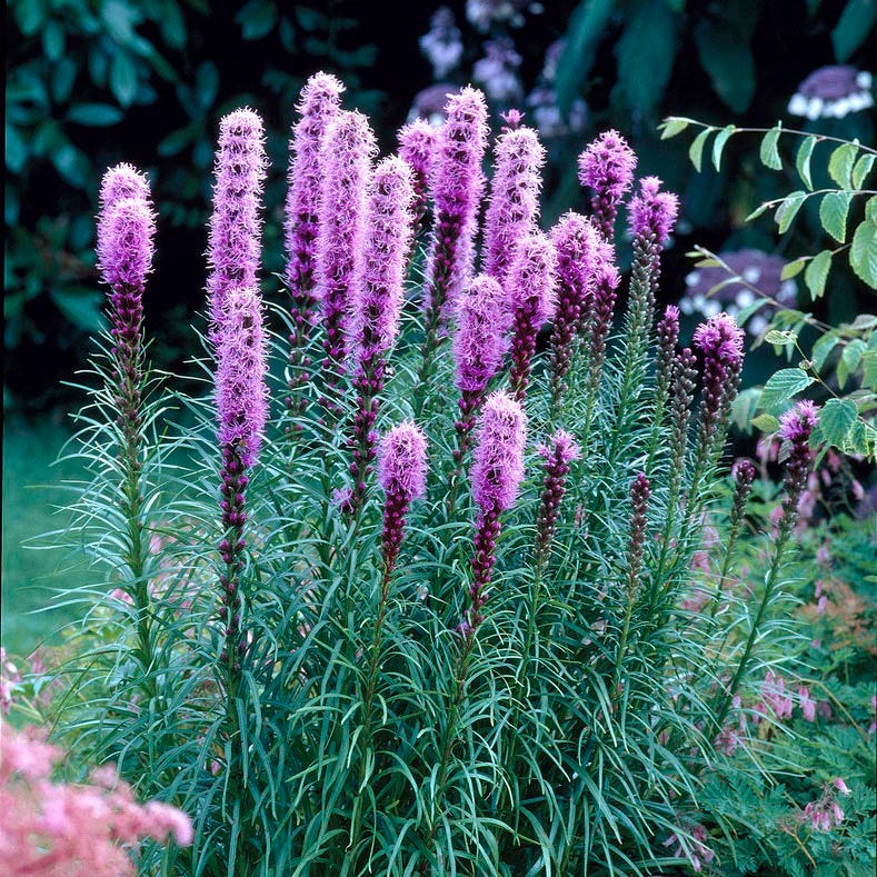 Floristan Violet Blazing Star