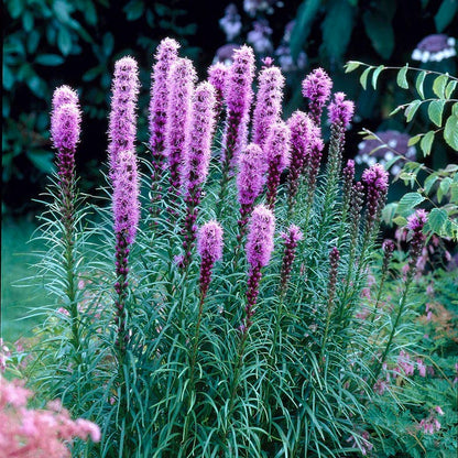 Floristan Violet Blazing Star