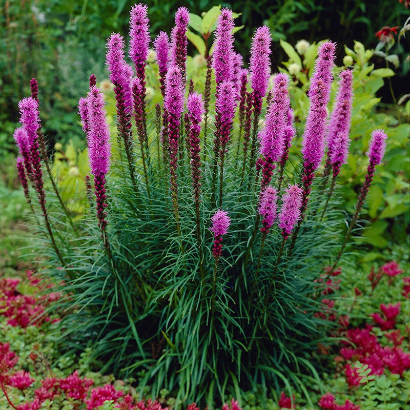 grass herbicide blazing star Blazing Star | Purple | Plant