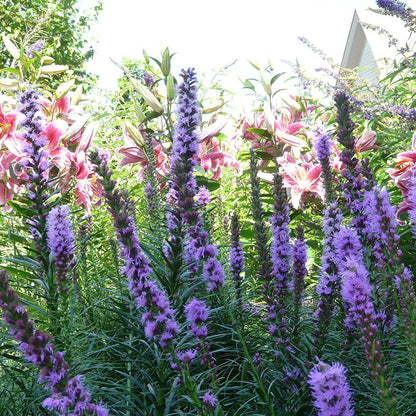 Floristan Violet Blazing Star