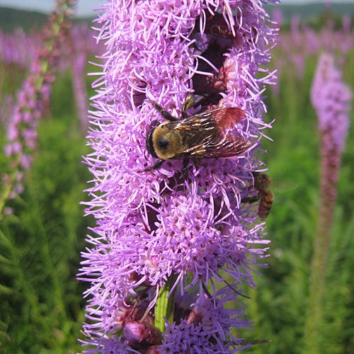 grass herbicide blazing star Blazing Star Seeds | Purple