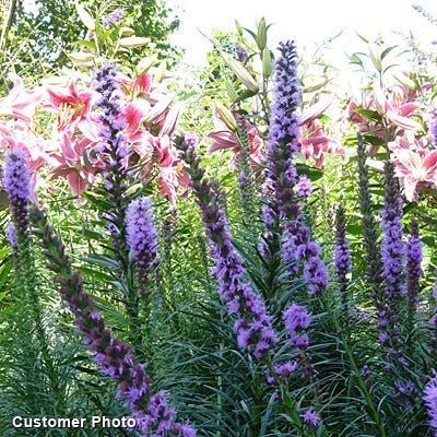 Customer Photo of Liatris spicata