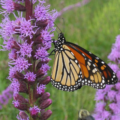 Beneficial Bug Wildflower Seed Mix