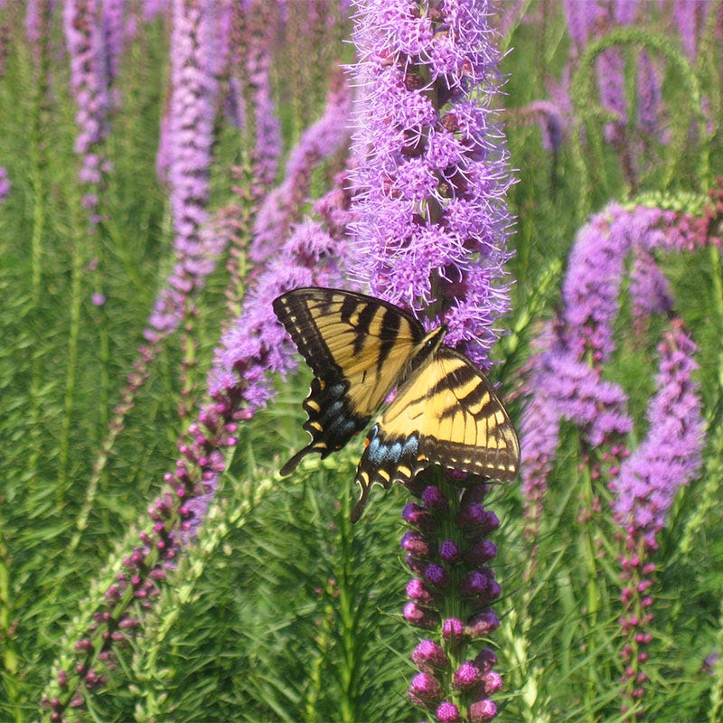 Wet Meadow Wildflower Seed Mix