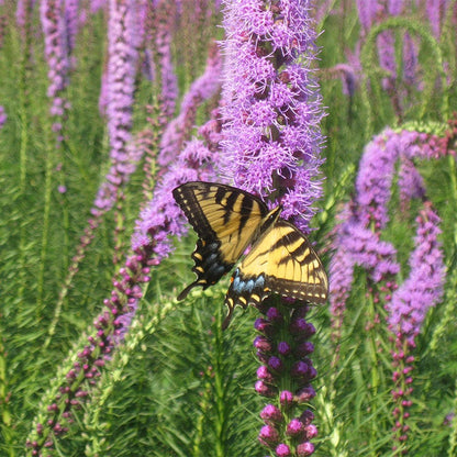 Wet Meadow Wildflower Seed Mix