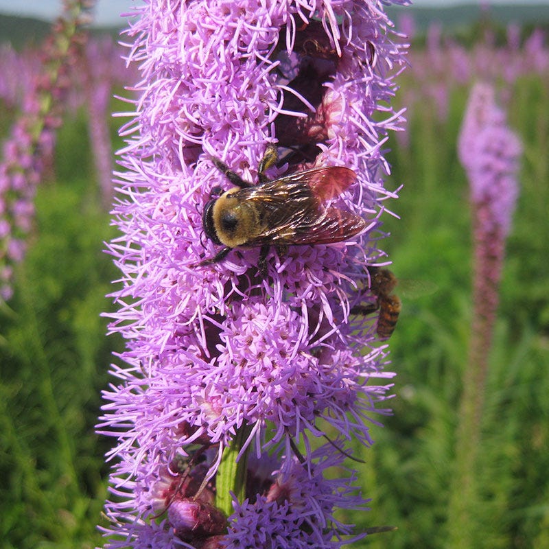 Floristan Violet Blazing Star