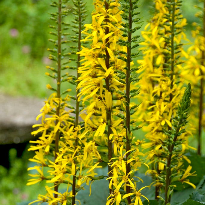 The Rocket Golden Ray