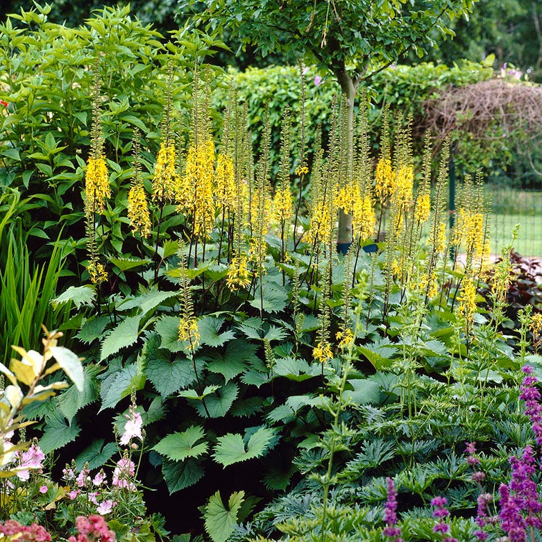 The Rocket Golden Ray