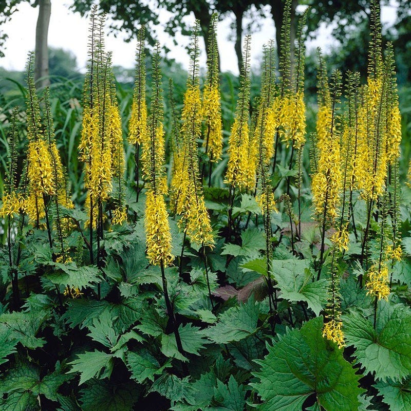 Shade Loving Pre-Planned Garden