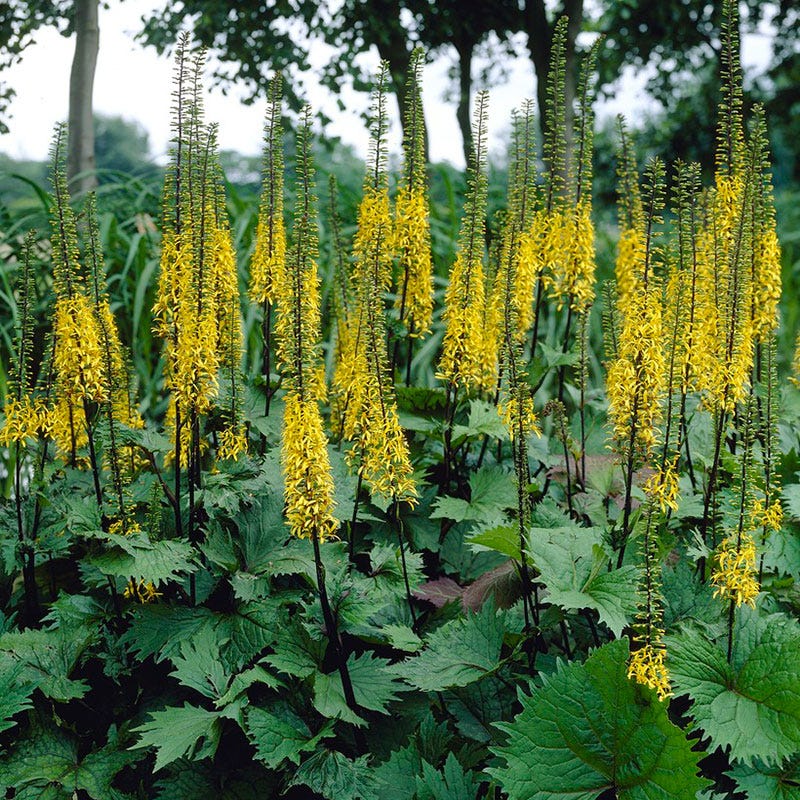 The Rocket Golden Ray