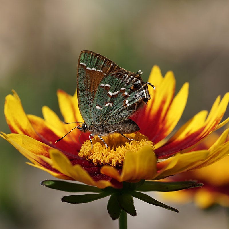 Li'l Bang™ Daybreak Coreopsis