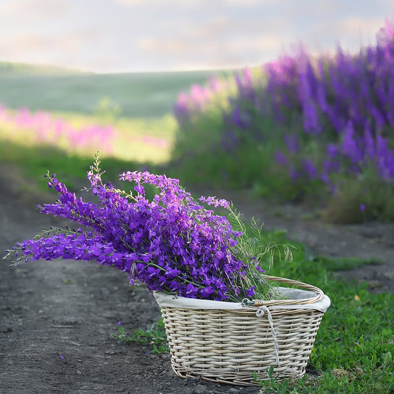 lavender seed collection Bouquets For Days Annual Flower Seed Collection