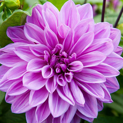 Lilac Time Dinner Plate Dahlia