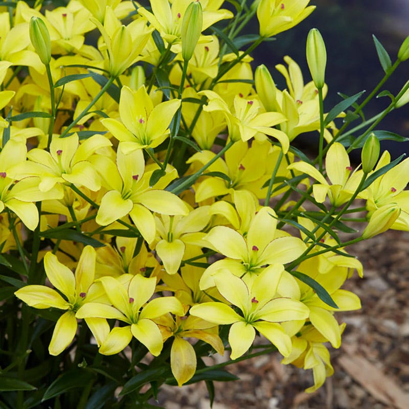 asiatic lily yellow county Yellow Cocotte Lily | Lilium asiaticum