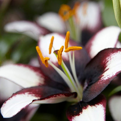black pearl asiatic lily Black Eye Asiatic Lily Bulbs, Lilium