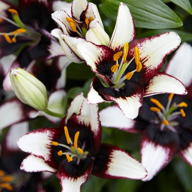 black asiatic lilies Black Eye Asiatic Lily Bulbs, Lilium