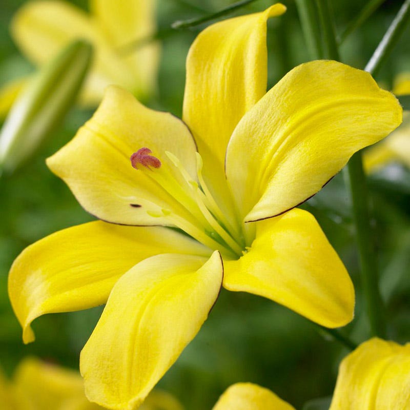 asiatic lily yellow county Yellow Cocotte Lily | Lilium asiaticum
