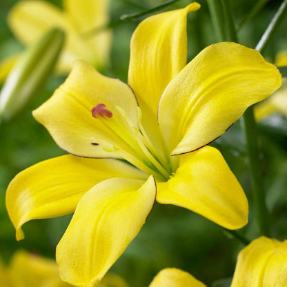 Yellow Cocotte Lily
