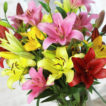asiatic lilies for sale Asiatic Lily Mix, Lilium