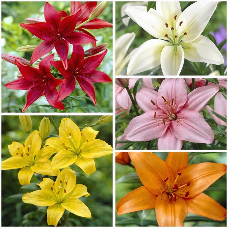 asiatic lily bulbs online Asiatic Lily Mix